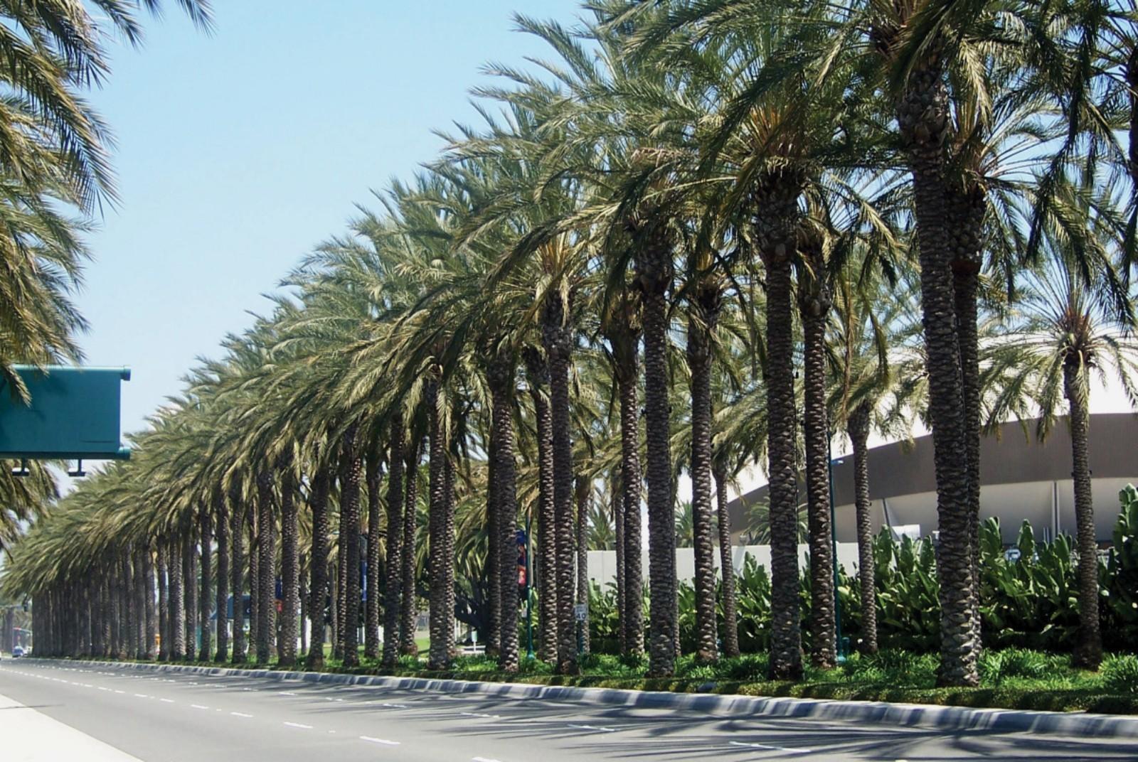 /Files/PROJECT_FILE/13bd5352-03a0-4e74-9c22-92516519f18c/ANAHEIM RESORT DISTRICT.jpg